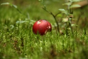 Holubinka jahodová (Russula paludosa). Těšenov