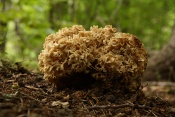 Kotrč kadeřavý (Sparassis crispa). Těšenov