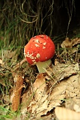 Muchomůrka červená (Amanita muscaria). Kokořínsko