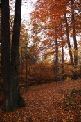 Podzim pod Babím Lomem