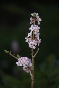 Lýkovec jedovatý (Daphne mezereum) – Srnávka, Kuřim