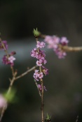 Lýkovec jedovatý (Daphne mezereum) – Srnávka, Kuřim