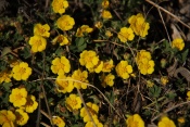 Mochna písečná (Potentilla arenaria). Malhostovická pecka