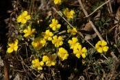 Mochna písečná (Potentilla arenaria). Malhostovická pecka