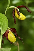 Střevíčník pantoflíček (Cypripedium calceolus) - Malá Zlobice, Kuřim (ČR)