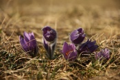 Koniklec velkokvětý (Pulsatilla grandis). Malhostovická pecka