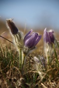Koniklec velkokvětý (Pulsatilla grandis). Malhostovická pecka
