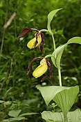 Střevíčník pantoflíček (Cypripedium calceolus) - Malá Zlobice, Kuřim (ČR)