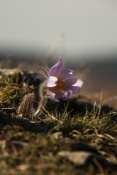 Koniklec velkokvětý (Pulsatilla grandis). Malhostovická pecka