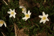 Sasanka hajní (Anemone nemorosa). Chlébské