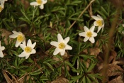 Sasanka hajní (Anemone nemorosa). Chlébské