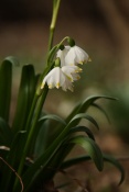 Bledule jarní (Leucojum vernum). Chlébské