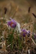 Koniklec velkokvětý (Pulsatilla grandis). Malhostovická pecka 