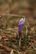 Šafrán bělokvětý (Crocus albiflorus). Lačnov