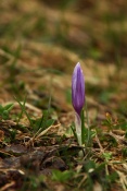 Šafrán bělokvětý (Crocus albiflorus). Lačnov
