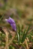Šafrán bělokvětý (Crocus albiflorus). Lačnov