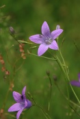 Zvonek rozkladitý (Campanula patula), Dolní Chřibská