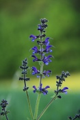 Šalvěj luční (Salvia pratensis) – Malhostovická pecka