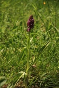 Prstnatec pleťový (Dactylorhiza incarnata) – Třeštěnec, Moravské Knínice