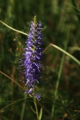 Rozrazil klasnatý (Pseudolysimachion spicatum) – Malhostovická pecka