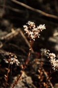 Rozchodnik bilý (Sedum album) – Malhostovická pecka