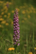 Pětiprstka hustokvětá - žežulník (Gymnadenia densiflora) – Třeštěnec, Moravské Knínice
