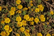 Mochna písečná (Potentilla arenaria) - Malhostovická pecka