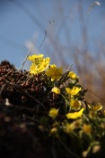 Mochna písečná (Potentilla arenaria) - Malhostovická pecka