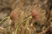 Koniklec velkokvětý (Pulsatilla grandis). Malhostovická pecka