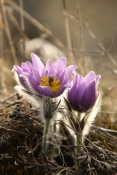 Koniklec velkokvětý (Pulsatilla grandis). Malhostovická pecka