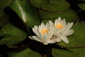 Leknín bělostný (Nymphaea candida). ZOO Jihlava