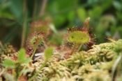 Rosnatka okrouhlolistá (Drosera rotundifolia). Rybník Starý,Těšenov