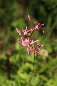 Kohoutek luční  (Lychnis flos-cuculi). Těšenov