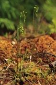 Rosnatka okrouhlolistá (Drosera rotundifolia). Rybník Starý,Těšenov