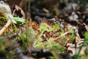 Rosnatka okrouhlolistá (Drosera rotundifolia). Rybník Starý,Těšenov