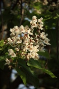 Katalpa trubačovitá (Catalpa bignonioides). ZOO Vyškov
