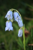 Zvonek vousatý (Campanula barbata). Oberalppass. Alpy. Švýcarsko