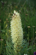Zvonek klasnatý (Campanula thyrsoides). Furkapass. Alpy. Švýcarsko