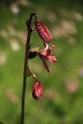 Lilie zlatohlavá (Lilium martagon). Furkapass. Alpy. Švýcarsko
