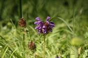 Černohlávek velkokvětý (Prunella grandiflora). Saléve. Genéve. Švýcarsko
