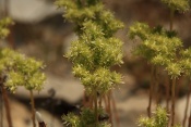 Rozchodník suchomilný (Sedum rupestre). Provence. Francie