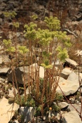 Rozchodník suchomilný (Sedum rupestre). Provence. Francie