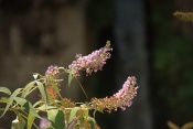 Komule Davidova (Buddleia davidii). Provence. Francie