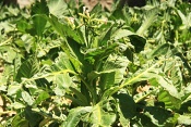 Tabák virginský (Nicotiana tabacum). Andorra