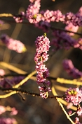 Lýkovec jedovatý (Daphne mezereum). Srnávka, Kuřim