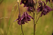 Orlíček obecný (Aquilegia vulgaris). Zlobice. Kuřim