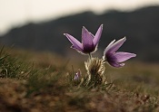 Koniklec velkokvětý (Pulsatilla grandis). Malhostovická pecka