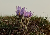 Koniklec velkokvětý (Pulsatilla grandis). Malhostovická pecka
