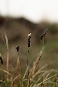 Ostřice nízká (Carex humilis). Malhostovická pecka