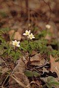 Sasanka hajní (Anemone nemorosa). Srnávka